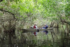 Create Listing: Mangrove Tunnel Kayak Eco Tour - 3hrs