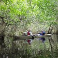 Create Listing: Mangrove Tunnel Kayak Eco Tour - 3hrs