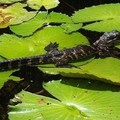 Create Listing: Orchids & Alligators Kayak Eco Tour - 3hrs