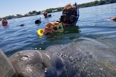 Create Listing: Classic Semi-Private-Swimming with Manatees - 3hrs