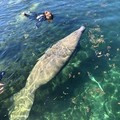 Create Listing: Private 4 Hour Manatee Mania Swimming with Manatees