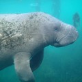Create Listing: Captain Special * Crystal River Manatee GroupTour - 3hrs