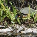 Create Listing: Everglades National Park Guided Kayak Eco Tour - 3 Hours