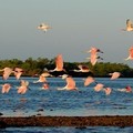 Create Listing: Everglades National Park Expedition - 3.5 Hours • All Ages