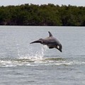 Create Listing: Everglades National Park - Birding, Dolphin, Wildlife Tours