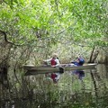 Create Listing: Mangrove Tunnel Kayak Eco Tour - 3 Hours • All Ages