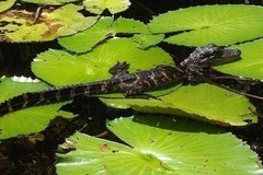 Create Listing: Orchids & Alligators Kayak Eco Tour - 3 Hours • All Ages