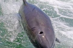 Create Listing: Dolphin Fun - Private Tour - 1.5 hrs - 6ppl max