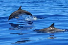 Create Listing: Dolphin Shelling Snorkeling Cruise
