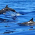 Create Listing: Private Dolphin Shelling Snorkeling Cruise