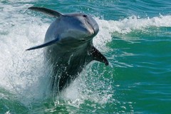 Create Listing: Egmont Key Snorkeling Dolphin Cruise