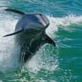 Create Listing: Egmont Key Snorkeling Dolphin Cruise