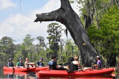 Create Listing: Mystic Swamp Wildlife Kayak Tour- 2hrs