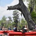 Create Listing: Mystic Swamp Wildlife Kayak Tour- 2hrs