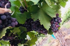 Create Listing: Through the Vines - Day trip Ages 21+ • 2 person minimum