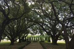 Create Listing: Oak Alley Plantation + Swamp Tour • Small Airboat- 7.5hrs