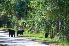 Create Listing: Black Bear Discovery Hike -4 hours