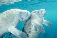 Create Listing: Manatee Swim, Snorkel and Boat Tour - (SAVE UP TO 25%)