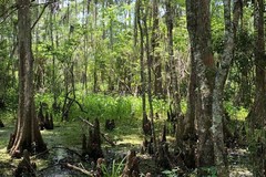 Create Listing: New Orleans Swamp Tour • 5 Hour