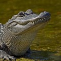 Create Listing: Airboat Swamp Tour - 3.5hrs