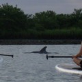 Create Listing: Salt Run Dolphin Stand Up Paddleboard Eco Tour- 1.5hrs