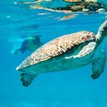 Create Listing: National Park Snorkeling Excursion - 2 Locations - 3.5hrs
