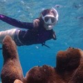 Create Listing: Snorkel Excursion Starting at Princess Bay - 3hrs