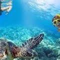 Create Listing: Snorkel & Swim with the Turtles Aboard MV Sea Wolf- 4hrs