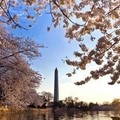 Create Listing: Cherry Blossoms Galore Tour -  4 hrs