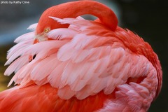 Create Listing: Flamingo Gardens Admission -SAVE OVER 20%