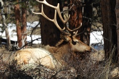 Create Listing: Elk Rut Observation