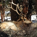 Create Listing: Elk Rut Observation