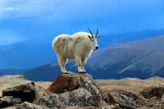 Create Listing: Private Mount Evans & Red Rocks Tour
