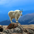 Create Listing: Private Mount Evans & Red Rocks Tour