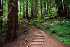Create Listing: Muir Woods Redwood Forest and Sausalito with Park Admission