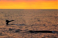 Create Listing: Dolphin & Whale Sunset Cruise