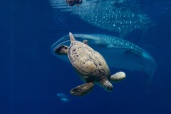 Create Listing: Georgia Aquarium - General Admission