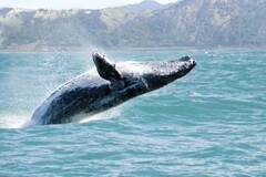 Create Listing: Whale Watching & Bacardi Island