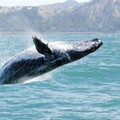 Create Listing: Whale Watching & Bacardi Island