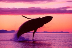 Create Listing: Whale Watching & El Limón Waterfall