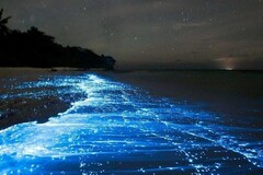 Create Listing: Fajardo Bioluminescent Bay Guided Night Kayaking Tour