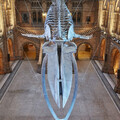 Create Listing: Natural History Museum of London Guided Tour - Semi-Private 