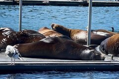 Create Listing: San Diego SEAL Tours 