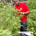 Create Listing: Weed Farm - Marijuana Plantation Tours