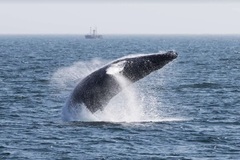 Create Listing: Whale Watching