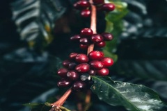 Create Listing: Coffee Plantation