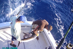 Create Listing: Islamorada Deep Sea Fishing - Half Day (4 Hours)