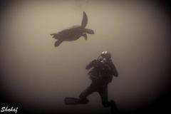 Create Listing: 1 Stop Night Scuba Dive