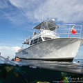 Create Listing: Spearfishing in the Florida Keys - Half Day Charter