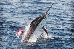 Create Listing: Big Game Marlin Fishing - Esmeraldas, Ecuador